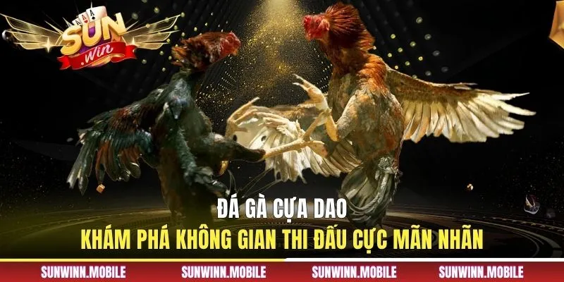 Đá Gà Cựa Dao - Khám Phá Không Gian Thi Đấu Cực Mãn Nhãn