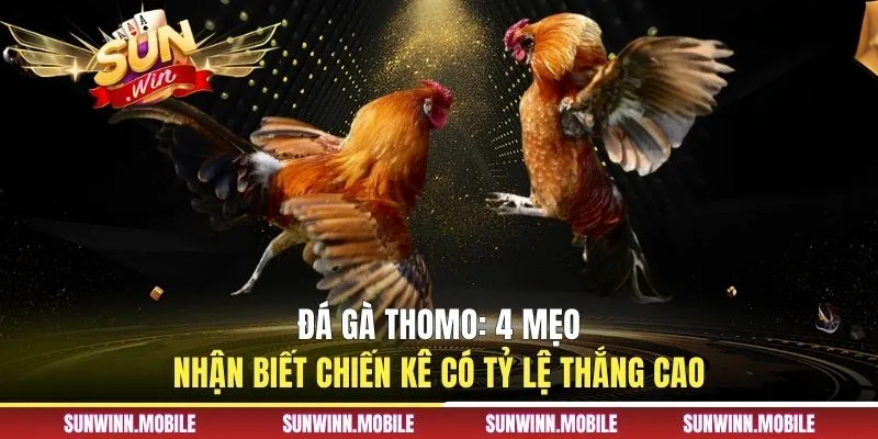 Đá gà Thomo: 4 Mẹo Nhận Biết Chiến Kê Có Tỷ Lệ Thắng Cao